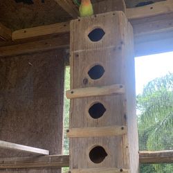 TWO LOVE BIRDS (couple) WITH CAGE