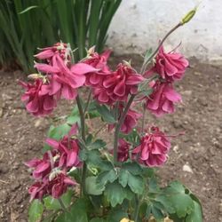 Outdoor Flowers - GRANDMA COLUMBINE