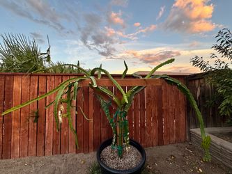 Dragon Fruit Plant