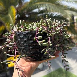 Banana plant in ceramic pot