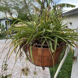 Spider Plants And Pots