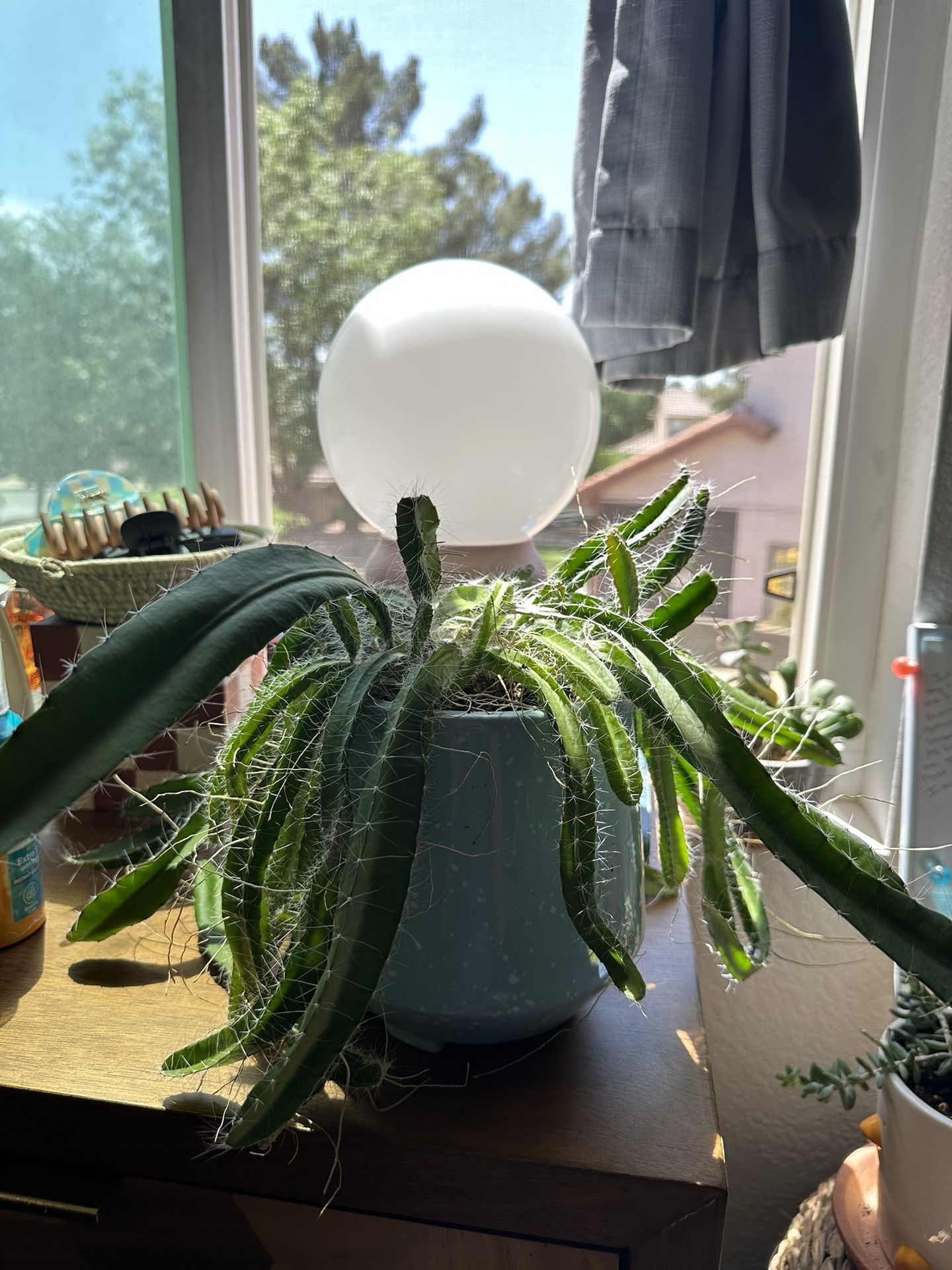 Dragonfruit Plant+Pot