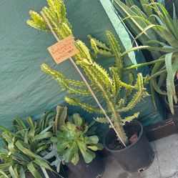 Beautiful Cactus 49 Inches Tall