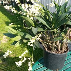 Orchids