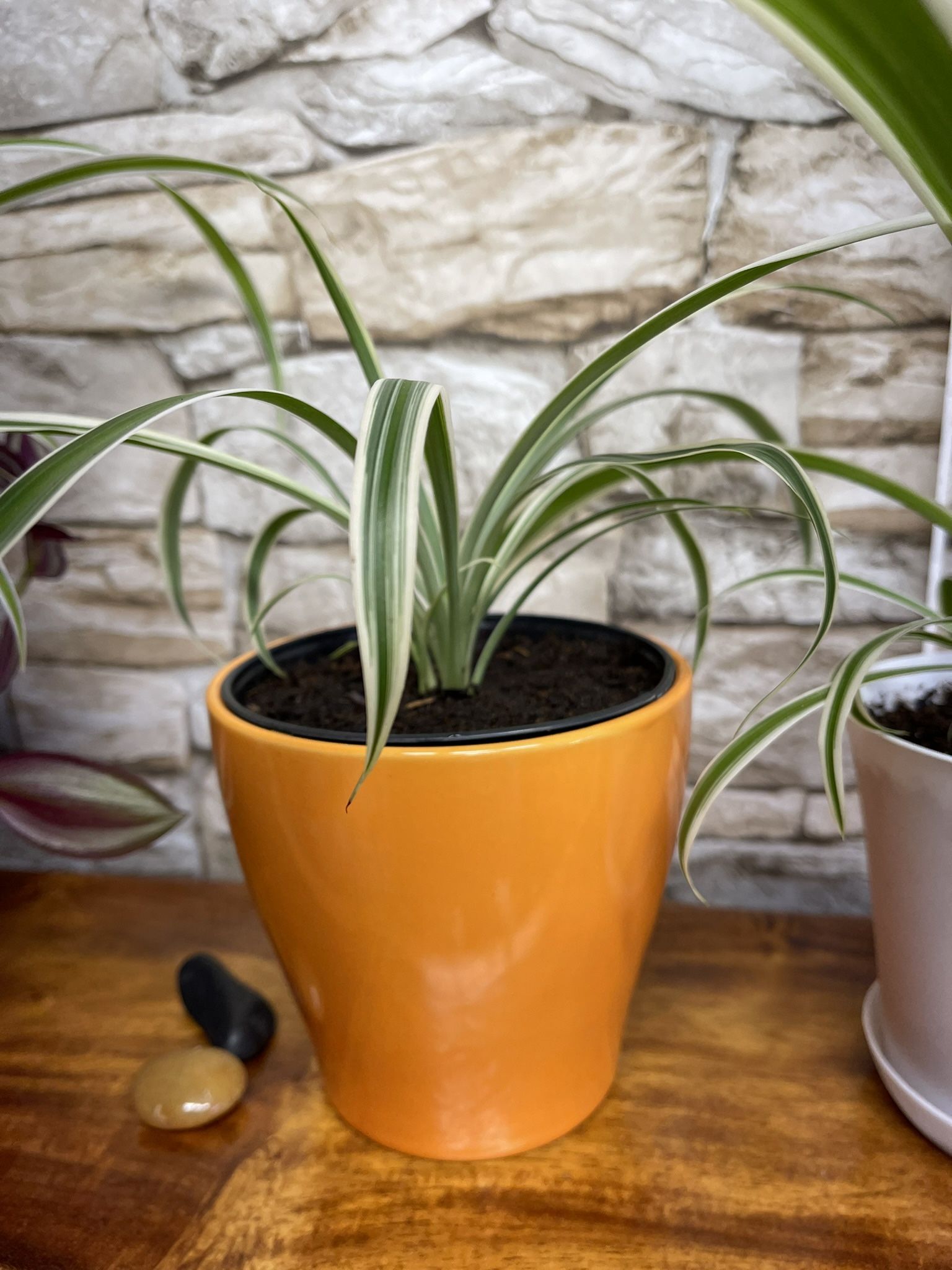 Spider House Plant In Ceramic Pot.