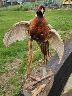 Pheasant Ring Neck Flying Mount