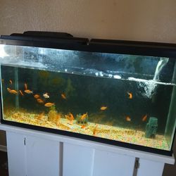 Fish tank