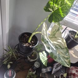 Rare Variegated Alocasia Plant