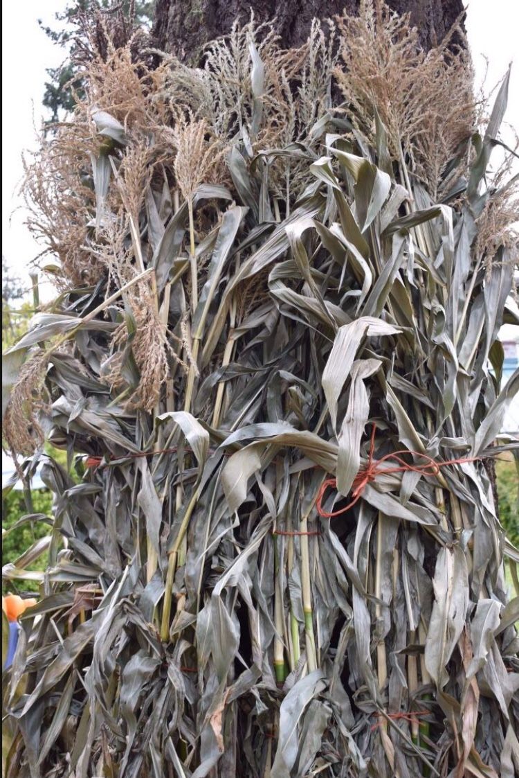 Halloween Corn Stalk Bundles Fall Decorations Available Now!