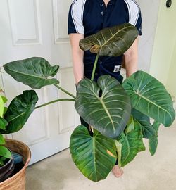 Philodendron Summer Glory