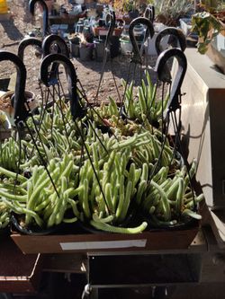 Misfit plants Rat tail cactus $10 each?