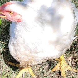 Pasture Raise No Hormons No Antibiotic