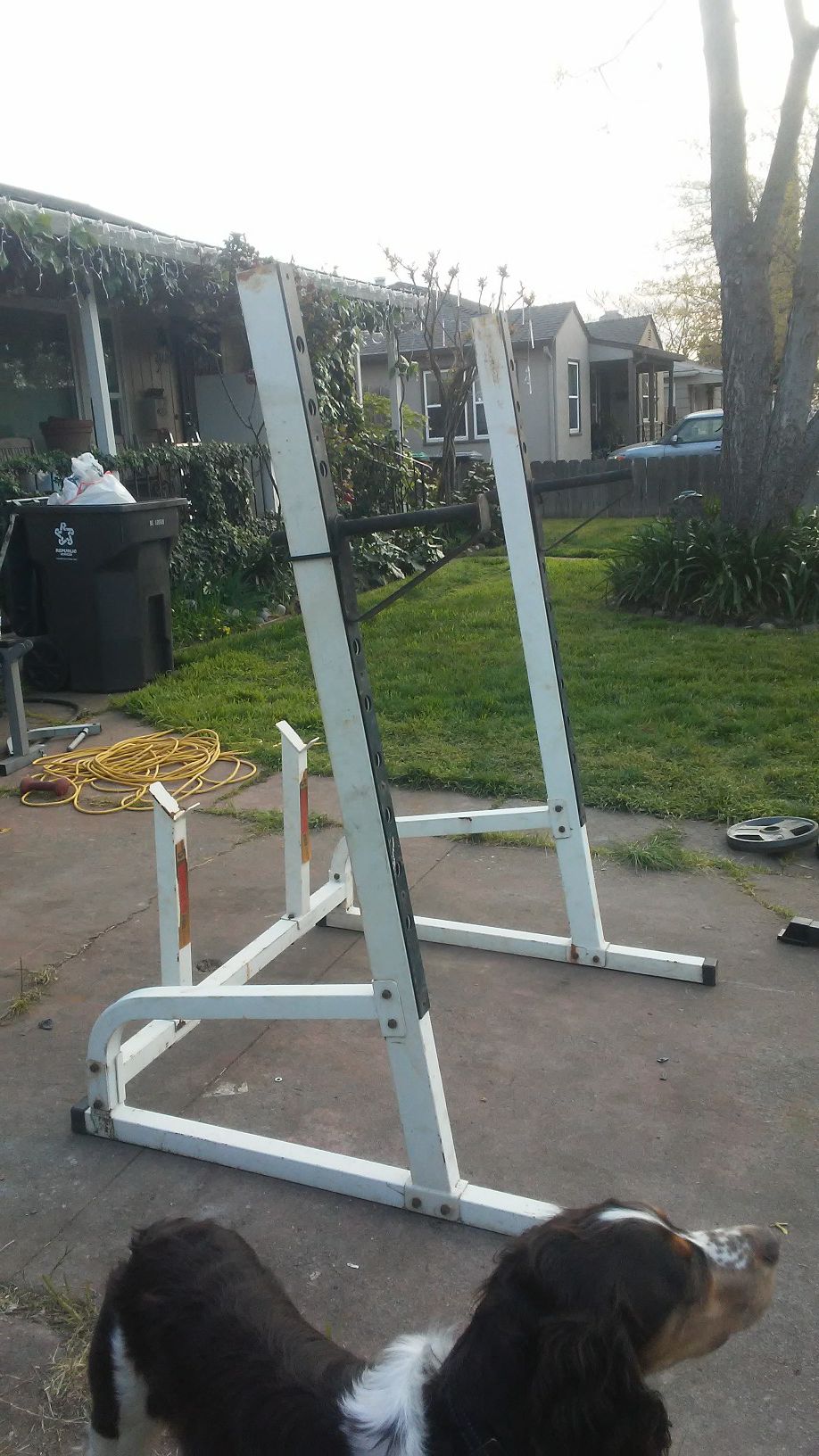 Olympic Squat rack with curling stand