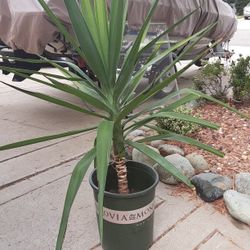 Yucca Plants 