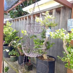 Hanging Plants Baskets 