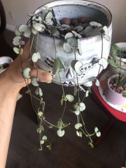 String of Silver Glory