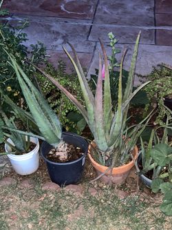 Anytime Works Around Here At this nice garden plant sanctuary