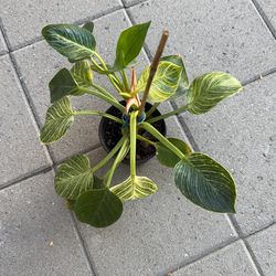 5” Philodendron birkin 
