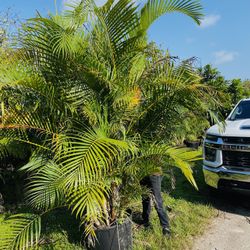 Arecas 25 galones 7 - 8 ft