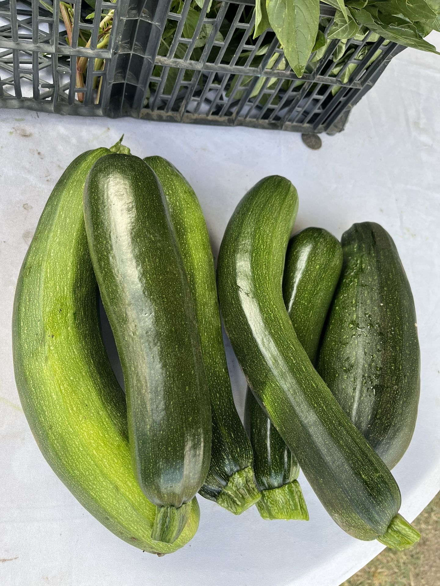 Tengo Calabacitas Tiernas A La Venta.
