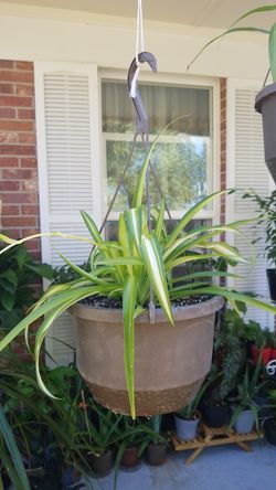 Spider Plants: How to Grow and Care for Spider Plants