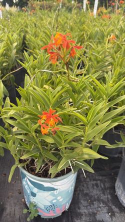 Orange Ground Orchid - 3 Gallons