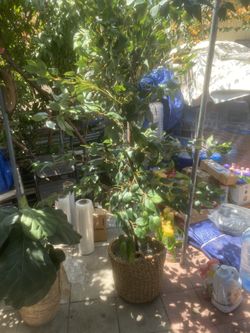 Artificial Plants 