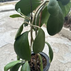 Hoya Kerri Pot