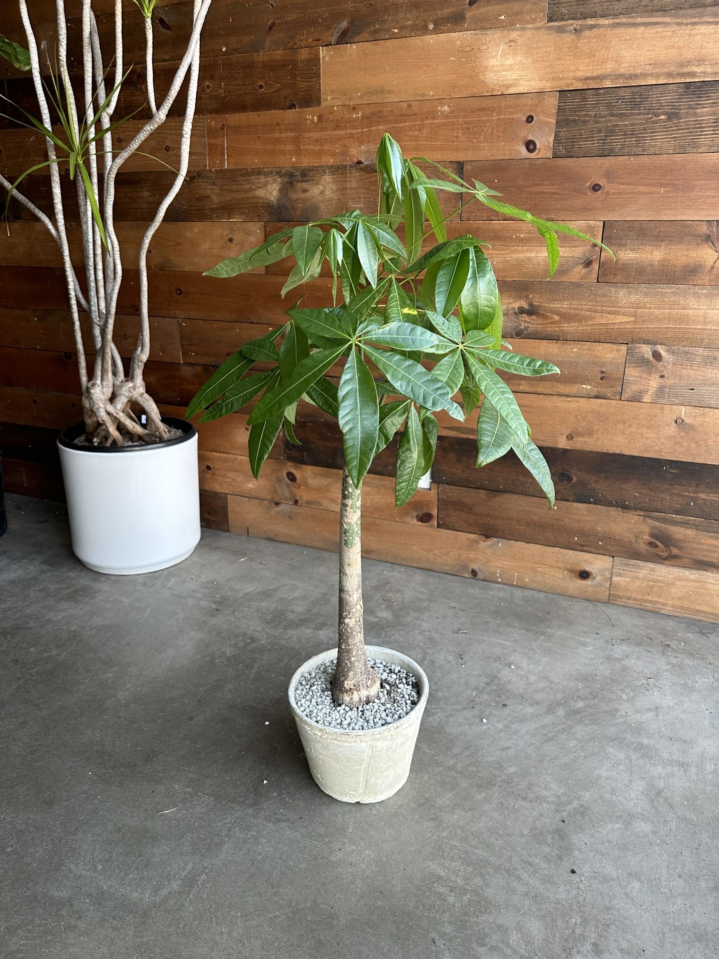 Money Tree Stump With Clay Pot - 3ft Tall
