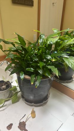 Peace lily plant-large