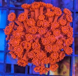 Saltwater Aquarium Decor Goni Coral Frags Corals Reef Aquarium Decor