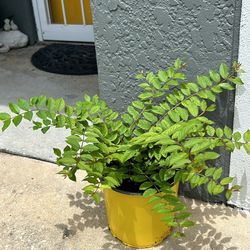 Crepé Myrtle (Lilac)