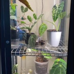 IKEA Plant Cabinet 