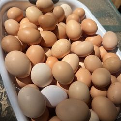 Organic eggs from happy hens