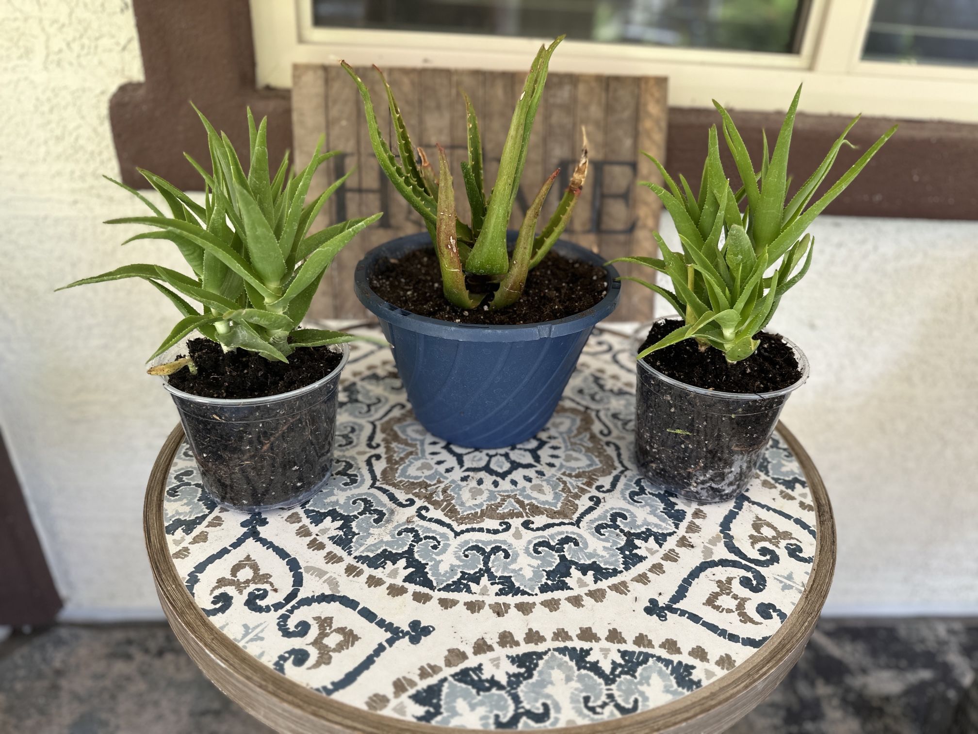 Aloe Vera