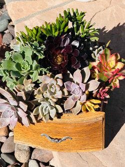 Beautiful succulents in drawer pot
