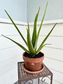 Aloe plant with Terracotta pot