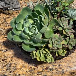 Succulent 