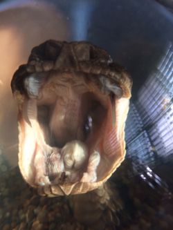 Awesome Rattlesnake head