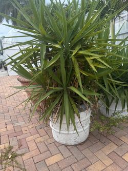 Concrete bowl with tree