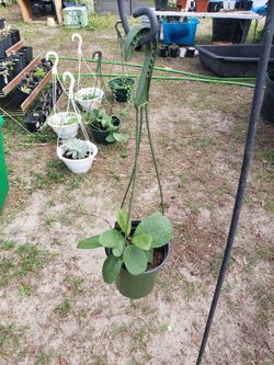Hoya Obovata