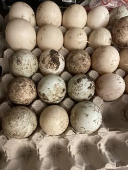 Backyard Fresh Duck eggs