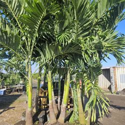 Christmas palms over 8 feet tall Instant privacy Hedge and decoration