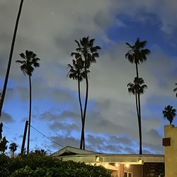 Taxi Driver ! Los Angeles County (cheap)