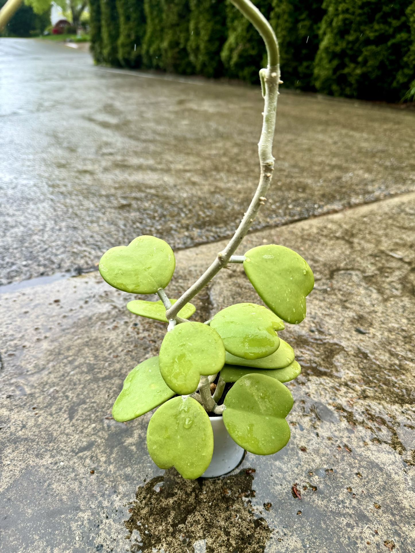 COLLECTORS PLANT 🪴 RARE Hoya kerrii Heart ❤️ Wax Plant 🪴 (Getting Ready To Bloom- Three Points) 🌸 