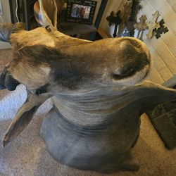 Eland From Southern Africa $2000 Obo