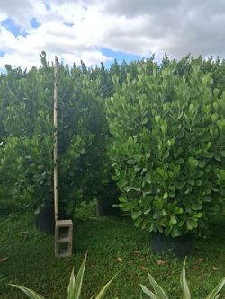 Clusias 25 gallons 6+ feet tall