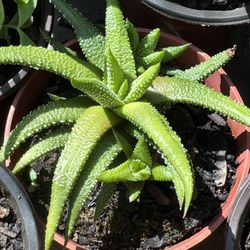 Cactus And Succulents 4”pot