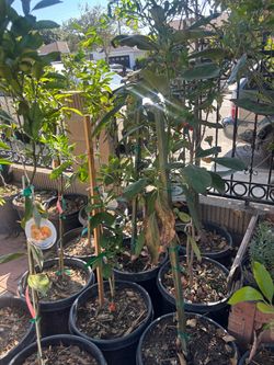 Fruit Trees !! Fruits Trees !!