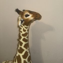 giraffes